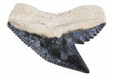 Fossil Tiger Shark (Galeocerdo) Tooth - Bone Valley, Florida #299486-1